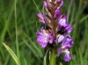 Dactylorhiza elata (Poir.) So