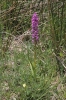 Dactylorhiza elata (Poir.) So