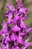 Dactylorhiza elata (Poir.) So