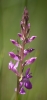 Dactylorhiza elata (Poir.) So