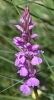 Dactylorhiza elata (Poir.) So