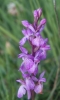 Dactylorhiza elata (Poir.) So