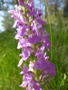 Dactylorhiza elata (Poir.) So