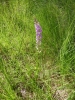 Dactylorhiza elata (Poir.) So