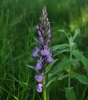 Dactylorhiza elata (Poir.) So