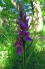 Dactylorhiza elata (Poir.) So