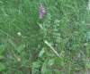 Dactylorhiza elata (Poir.) So