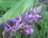 Dactylorhiza elata (Poir.) So