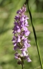 Dactylorhiza elata (Poir.) So