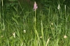 Dactylorhiza elata (Poir.) So