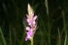 Dactylorhiza elata (Poir.) So