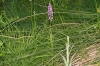 Dactylorhiza elata (Poir.) So