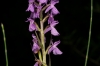 Dactylorhiza elata (Poir.) So