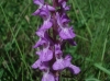 Dactylorhiza elata (Poir.) So