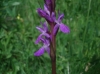 Dactylorhiza elata (Poir.) So