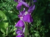 Dactylorhiza elata (Poir.) So