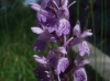 Dactylorhiza elata (Poir.) So