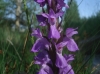 Dactylorhiza elata (Poir.) So