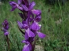 Dactylorhiza elata (Poir.) So