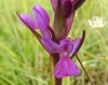 Dactylorhiza elata (Poir.) So