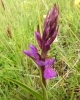 Dactylorhiza elata (Poir.) So