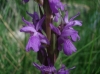 Dactylorhiza elata (Poir.) So