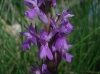 Dactylorhiza elata (Poir.) So