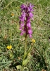 Dactylorhiza elata (Poir.) So