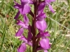 Dactylorhiza elata (Poir.) So