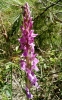 Dactylorhiza elata (Poir.) So