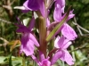 Dactylorhiza elata (Poir.) So