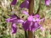 Dactylorhiza elata (Poir.) So