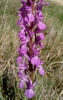 Dactylorhiza elata (Poir.) So