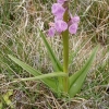 Dactylorhiza elata (Poir.) So