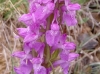 Dactylorhiza elata (Poir.) So