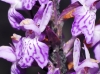 Dactylorhiza fuchsii (Druce) So