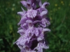 Dactylorhiza fuchsii (Druce) So