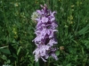 Dactylorhiza fuchsii (Druce) So