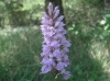 Dactylorhiza fuchsii (Druce) So