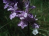 Dactylorhiza fuchsii (Druce) So