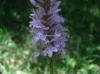 Dactylorhiza fuchsii (Druce) So