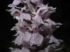 Dactylorhiza fuchsii (Druce) So