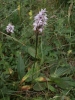 Dactylorhiza fuchsii (Druce) So