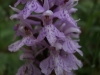 Dactylorhiza fuchsii (Druce) So