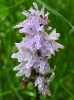 Dactylorhiza fuchsii (Druce) So