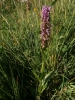 Dactylorhiza incarnata (L.) Soó