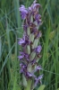 Dactylorhiza incarnata (L.) Soó