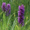 Dactylorhiza incarnata (L.) Soó