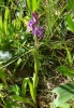 Dactylorhiza maculata (L.) So