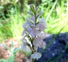 Dactylorhiza maculata (L.) So